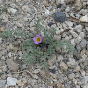 MonoBasin 010 : MonoBasin